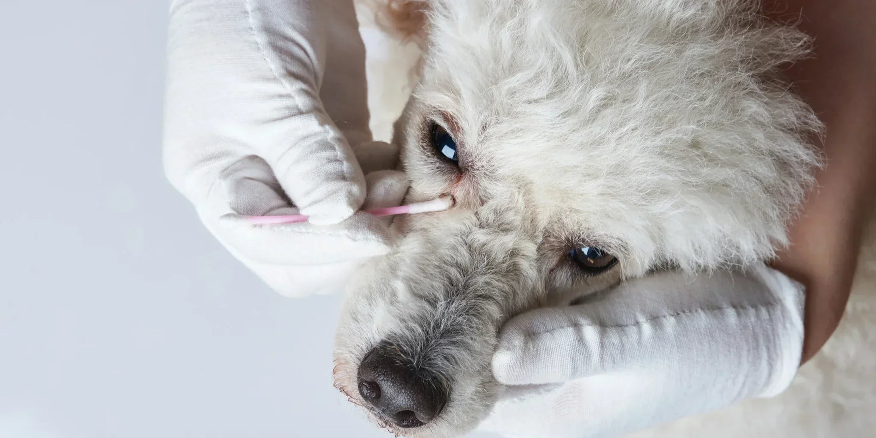 Secreciones oculares (legañas) en perros y gatos: ¿amigas o señal de alerta?