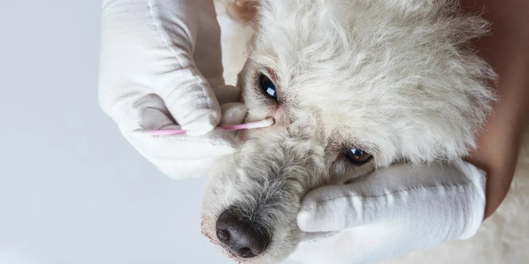 Secreciones oculares (legañas) en perros y gatos: ¿amigas o señal de alerta?