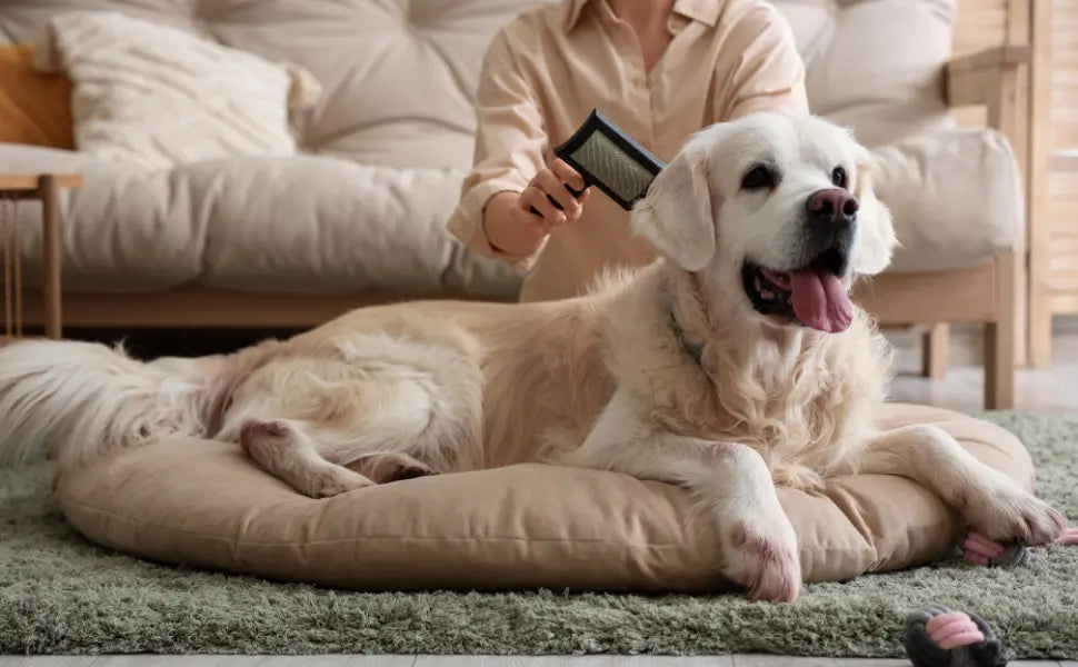 Perro de pelo claro siendo cepillado durante la muda de otoño