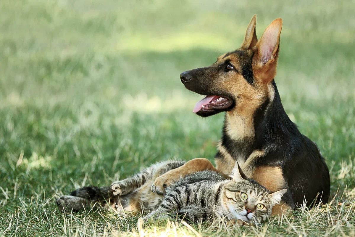 Perro y gato descansando juntos sobre el césped en un entorno natural, imagen asociada a la prevención y el bienestar digestivo.