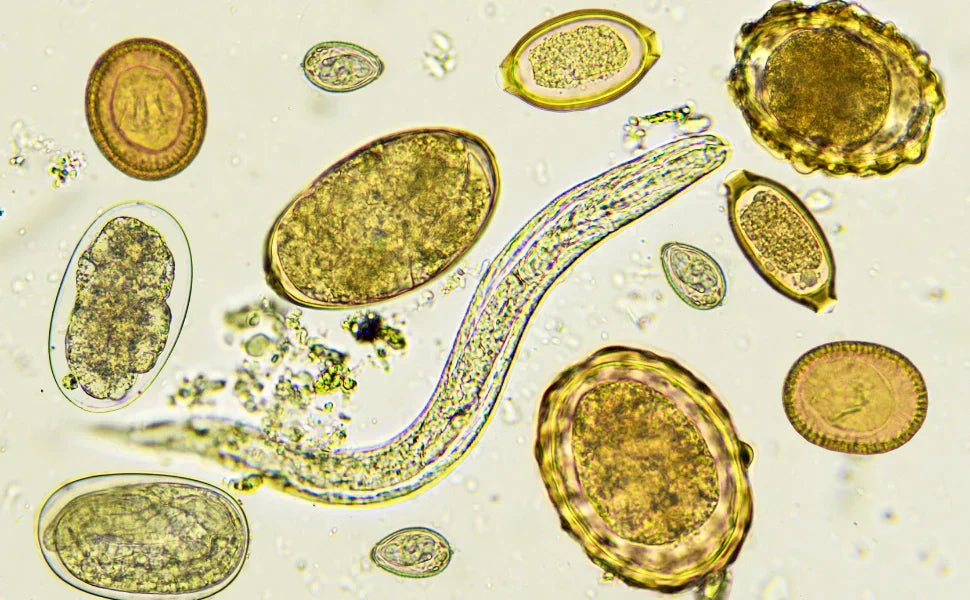 Imagen microscópica de huevos y parásitos intestinales, utilizada para ilustrar los parásitos internos más frecuentes en perros y gatos.