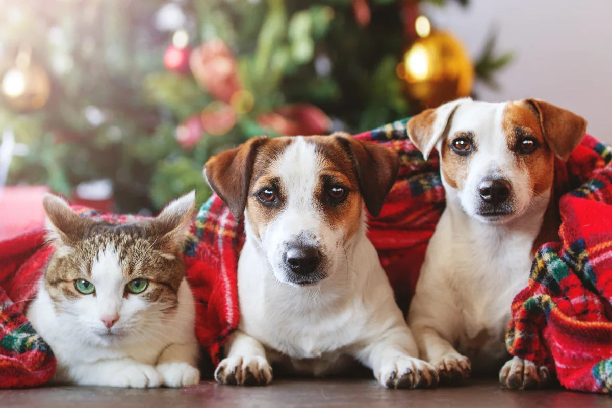 Perro y gato tumbados junto al árbol de Navidad, rodeados de decoraciones festivas.
