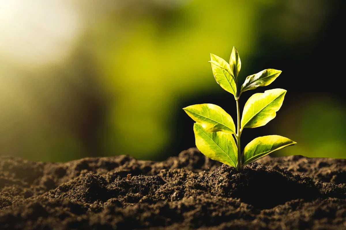 Brotes verdes creciendo en la tierra que simbolizan el cuidado ecológico, la naturaleza y el bienestar sostenible