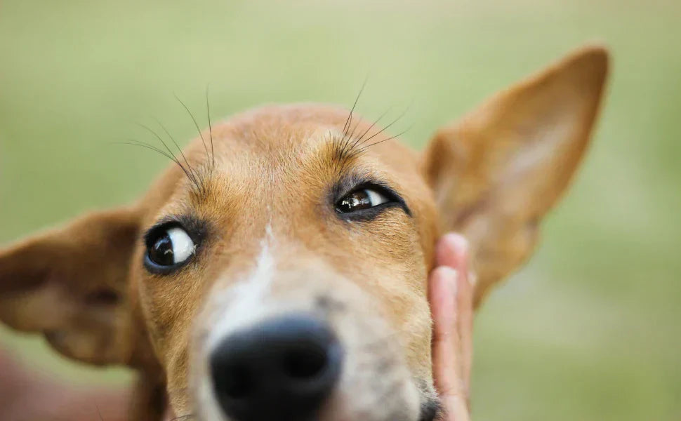 Perro con mirada expresiva, signo de malestar articular, artrosis en perros