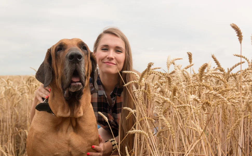 Espigas en perros: un peligro invisible durante el verano_Anton Loyal Companions