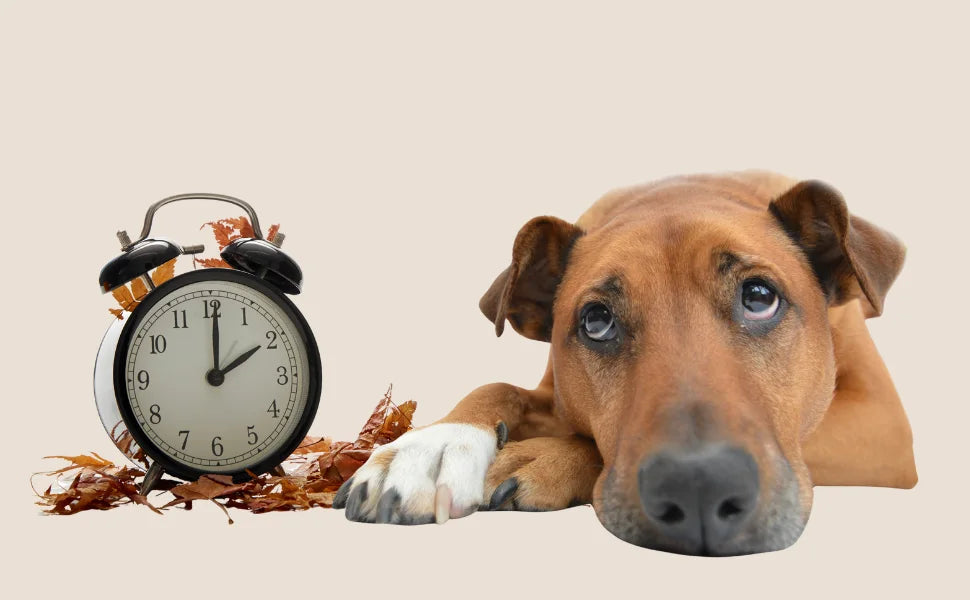 Perro junto a un reloj despertador con hojas de otoño – cambio de hora y ritmo natural