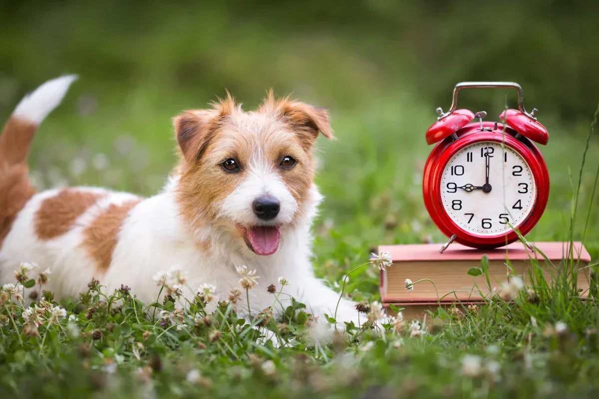 Perro con despertador en primavera ilustrando el cambio de hora y la adaptación del ritmo en perros y gatos