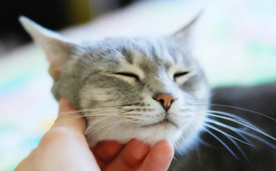Gato relajado siendo acariciado durante el celo, ilustrando cambios de comportamiento en perros y gatos
