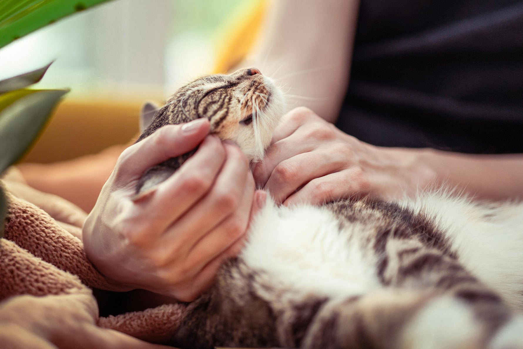 Estrés y ansiedad por separación en perros y gatos: remedios naturales y consejos útiles_Anton Loyal Companions