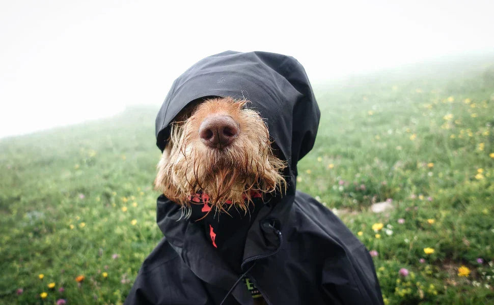 Perro con capucha en un día de otoño lluvioso, símbolo de cuidado natural y protección