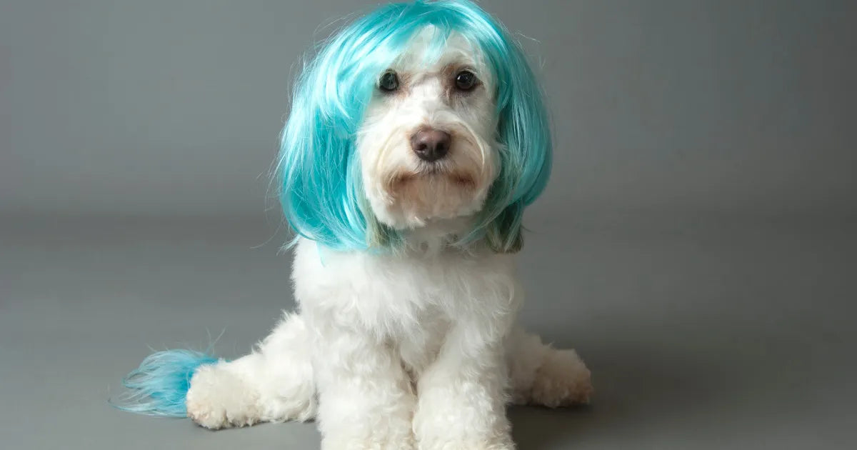 ¿Por qué nuestros perros y gatos se parecen tanto a nosotros? Anton Loyal Companions