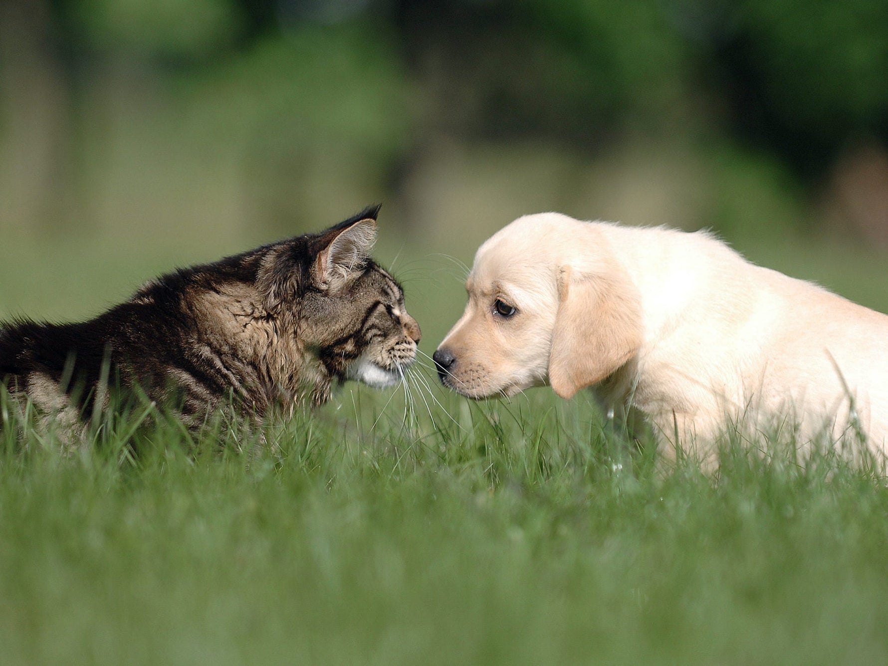 Desintoxicación y Purifica naturalmente el organismo de tu compañero - ANTON Loyal Companions