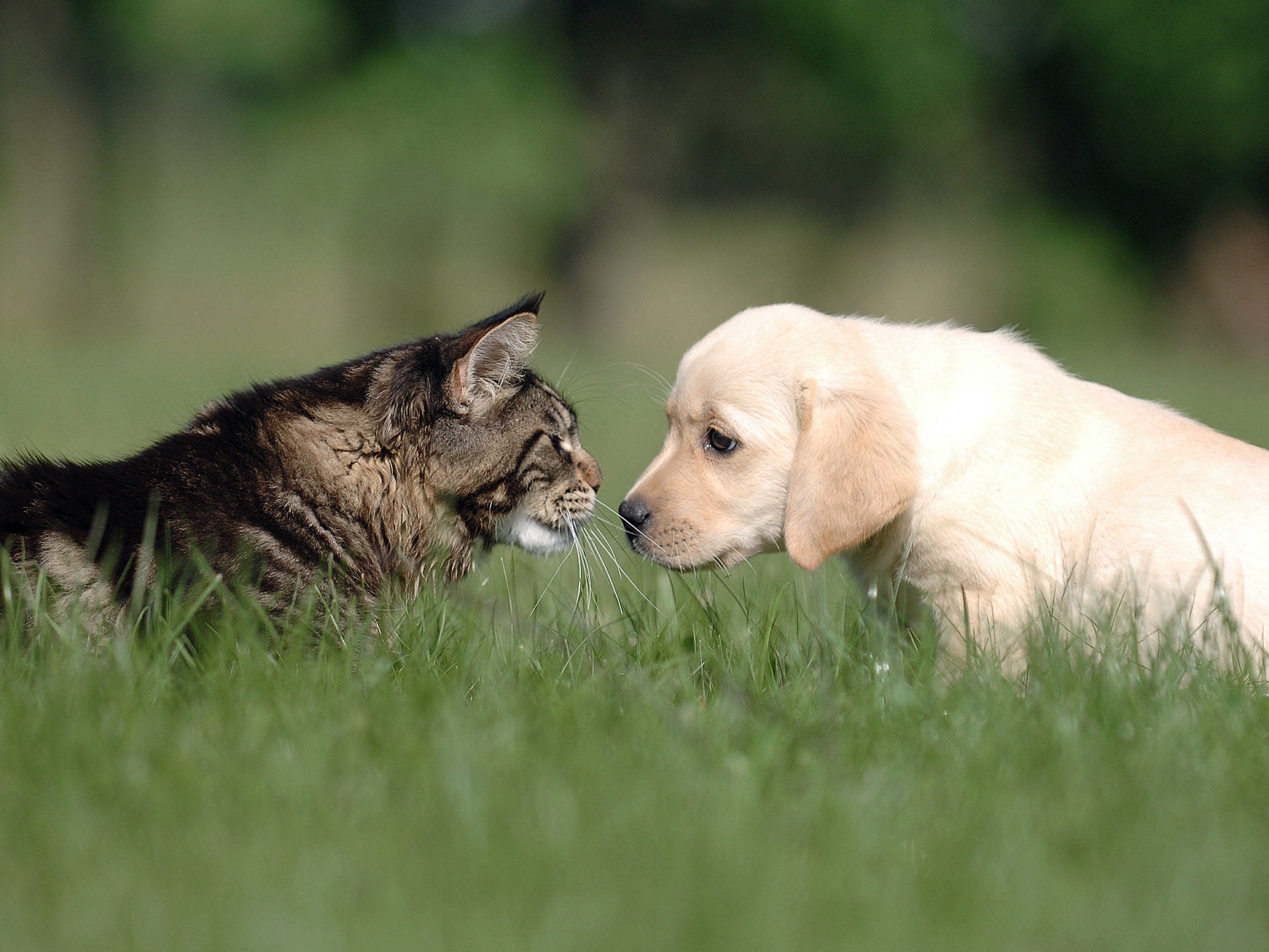 Desintoxicación y Purifica naturalmente el organismo de tu compañero - ANTON Loyal Companions