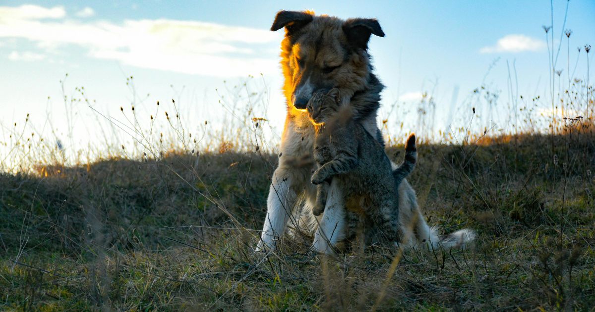 Perro y gato juntos en la naturaleza, símbolo del cambio de estación y del bienestar natural. Representa el vínculo y equilibrio que promueve ANTON Loyal Companions.