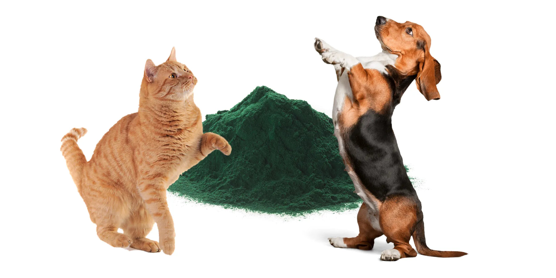 Espirulina ecológica en polvo con perro y gato, suplemento natural para energía, defensas y pelaje saludable