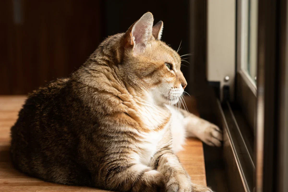 Gato descansando junto a una ventana con luz natural durante el invierno