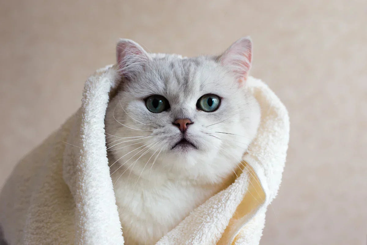 Gato blanco envuelto en una toalla después del baño, ejemplo de higiene felina y cuidado respetuoso del pelaje y la piel.