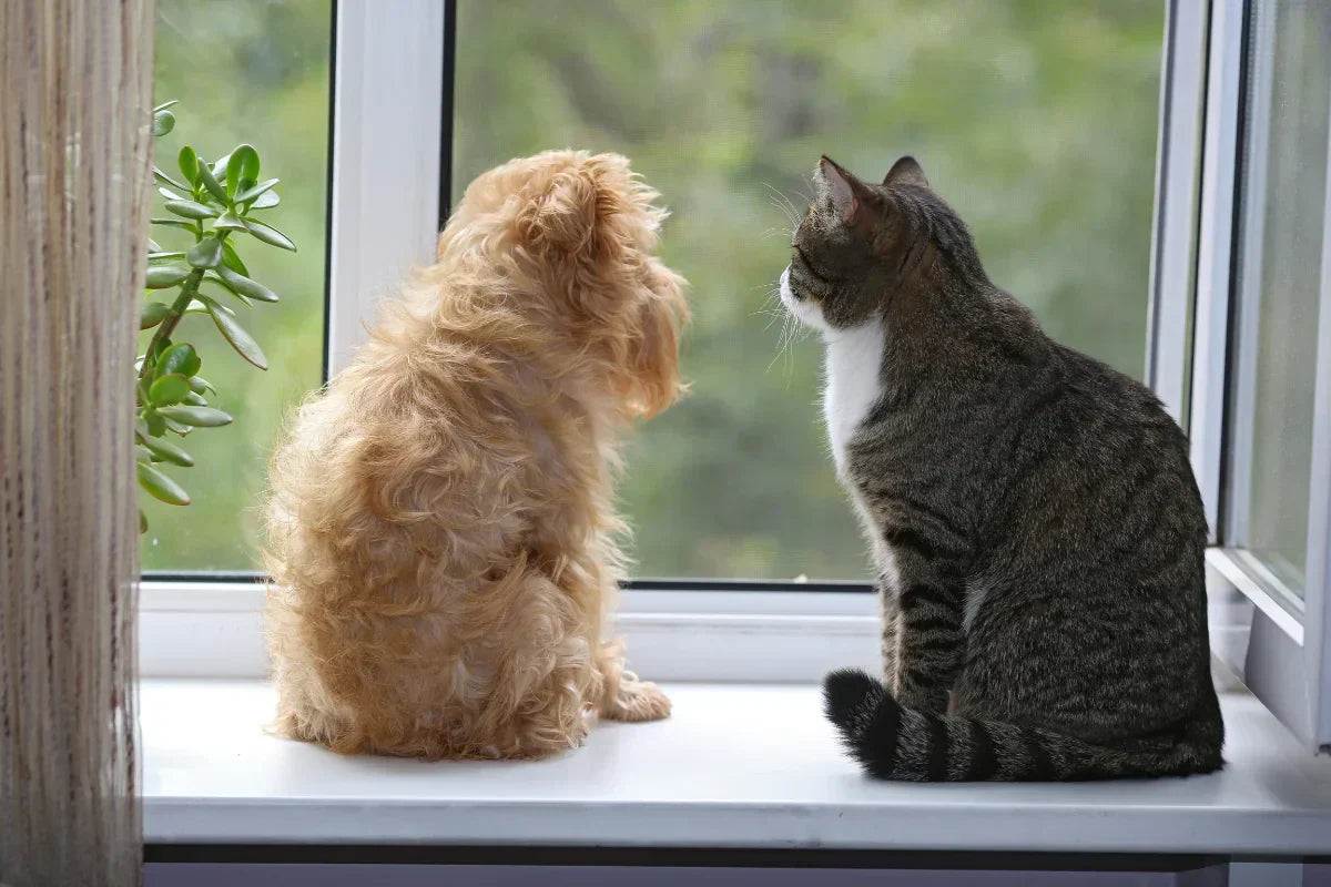 Perro y gato juntos en la ventana, preparándose para la vuelta a la rutina