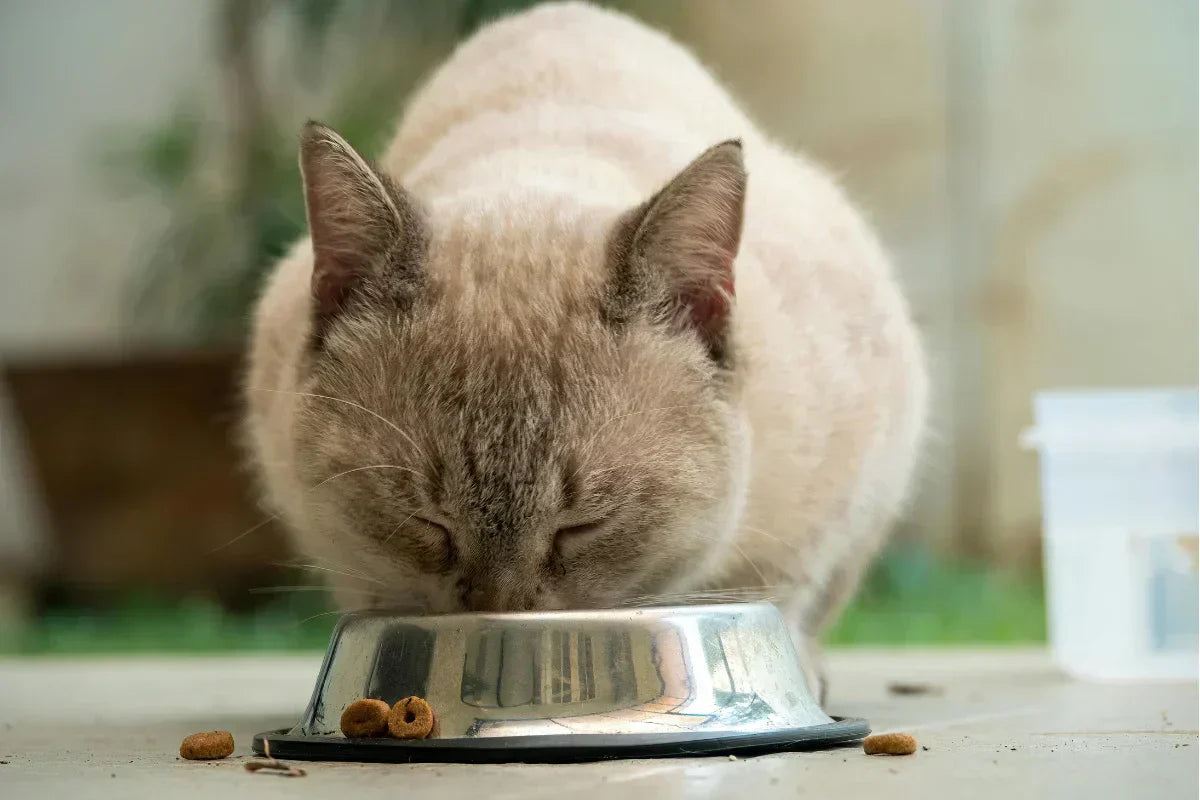 Gato comiendo alimento natural y equilibrado ANTON
