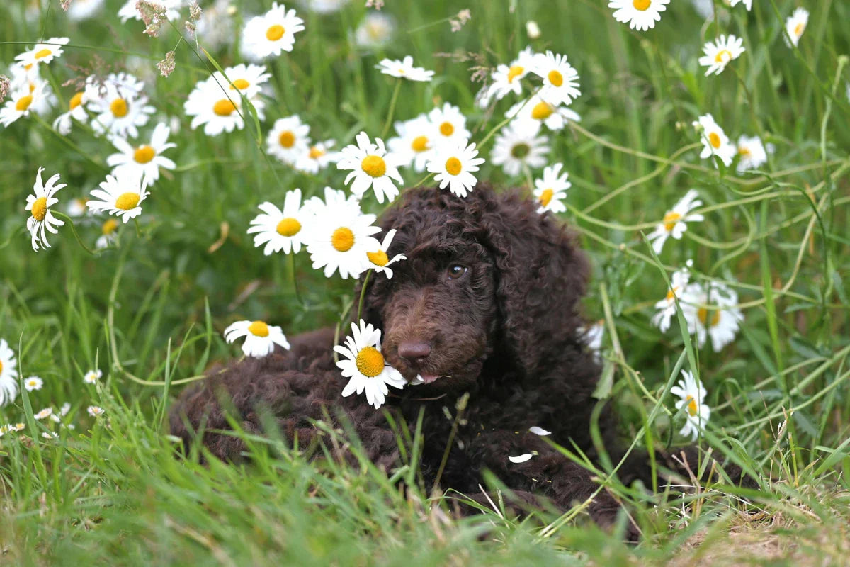 perro en primavera entre flores en el campo