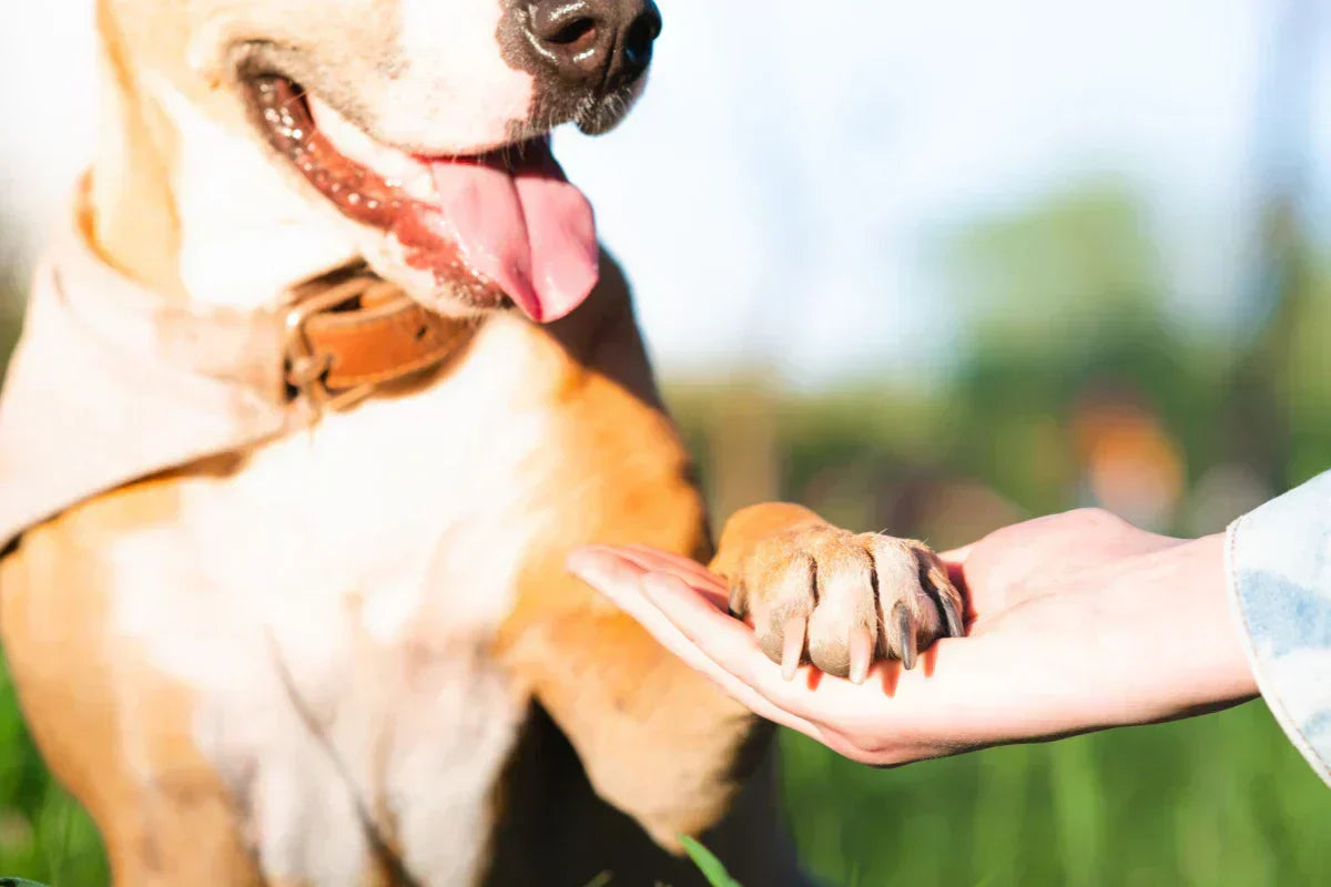 Perro sano dando la pata a su dueño, símbolo de confianza y bienestar gracias a suplementos alimenticios naturales para perros y gatos.
