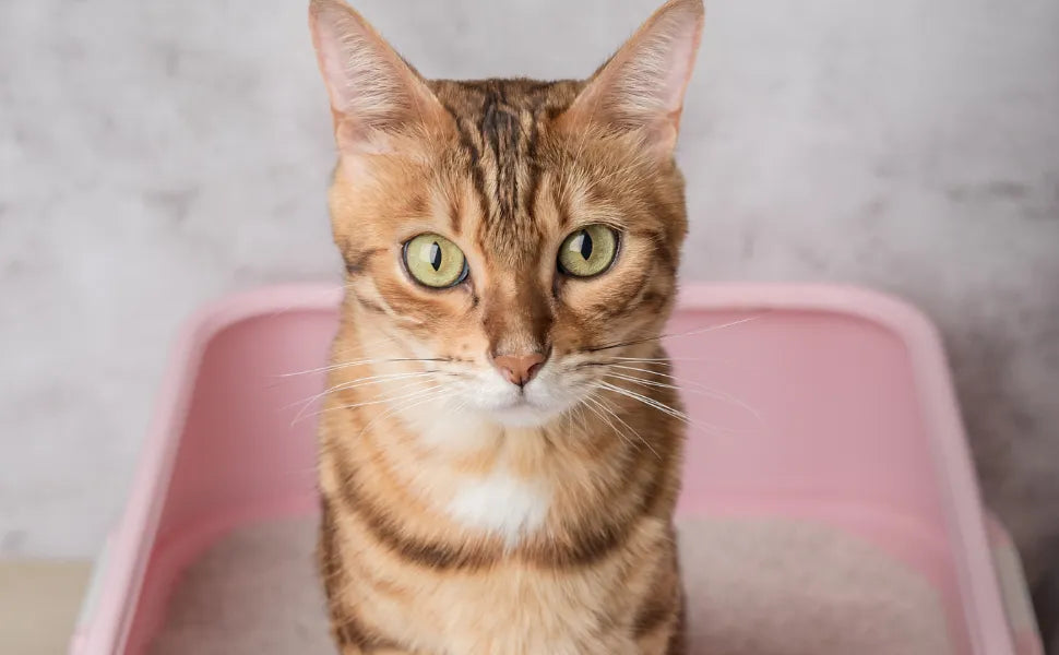 ¿Tu perro o gato sufre de cistitis o infección urinaria?_Anton Loyal Companions