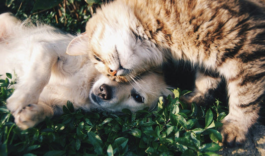 Las articulaciones en perros y gatos: comprender, prevenir y aliviar de forma natural - ANTON Loyal Companions