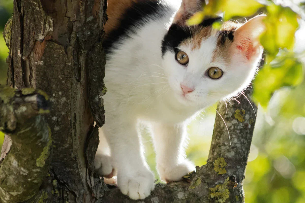 Gato blanco y negro subido a un árbol en un entorno natural y luminoso, imagen asociada a la vitalidad y al bienestar en primavera.