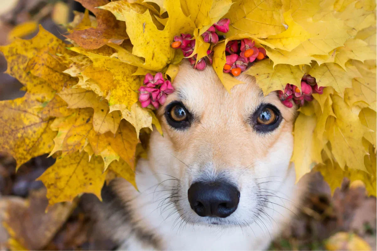 Perro con hojas de otoño sobre la cabeza, símbolo de la muda estacional y del cuidado natural del pelaje | ANTON Loyal Companions