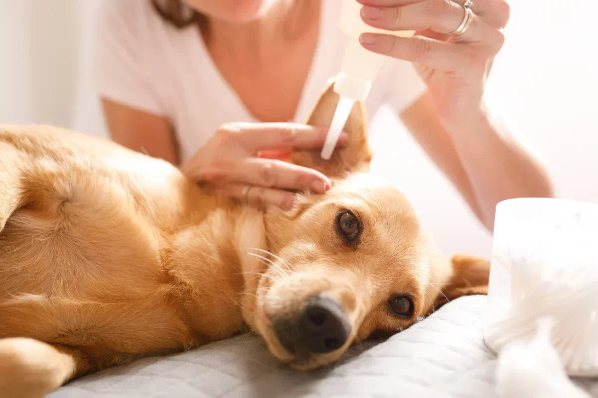 Persona limpiando con cuidado los oídos de su perro en casa con un producto natural, como parte de una rutina de higiene auditiva segura.