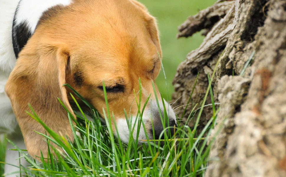 Perro oliendo y comiendo hierba durante un paseo al aire libre