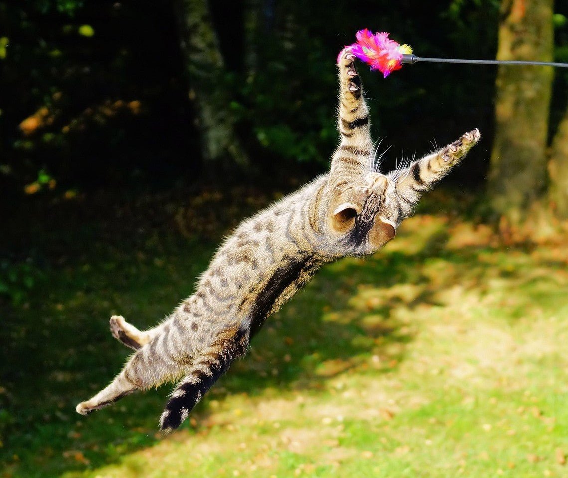 Potencia la vitalidad y la inmunidad de tu mascota en primavera - ANTON Loyal Companions