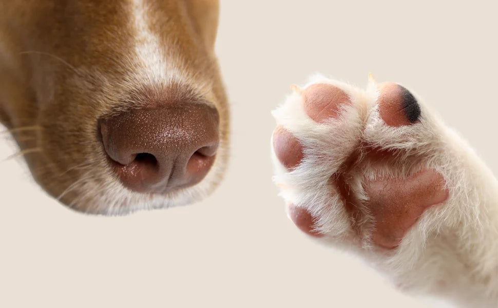 Trufa húmeda de un perro y cojinetes rosados de un gato, ejemplo natural de zonas sin pelo esenciales para el olfato, el equilibrio y la movilidad.