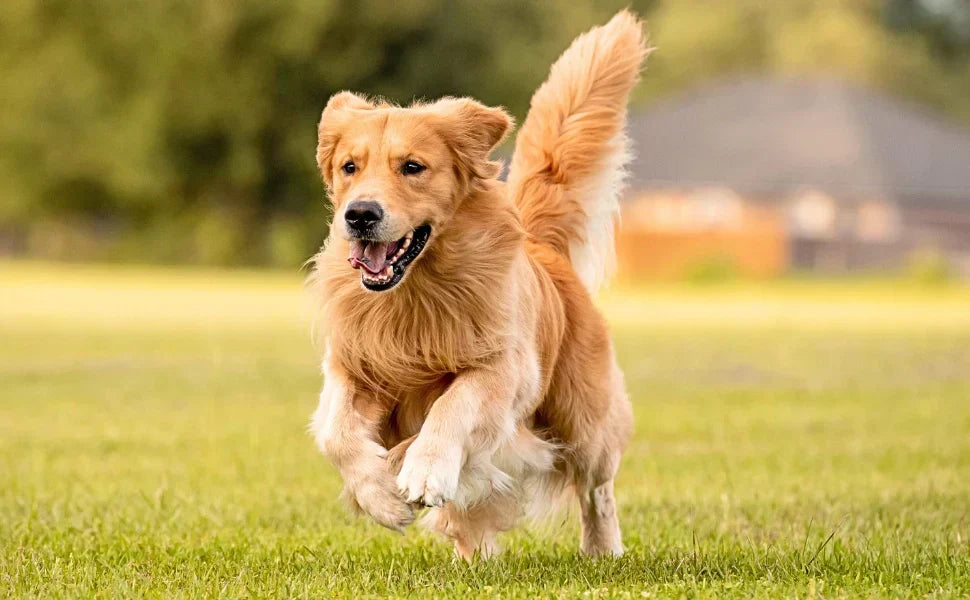 Golden retriever corriendo al aire libre sobre el césped, ilustrando la vitalidad y el bienestar asociados a los Omega 3 para perros.