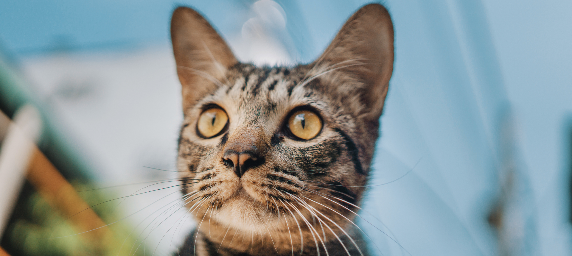 cuidado de ojos y oídos para perros y gatos