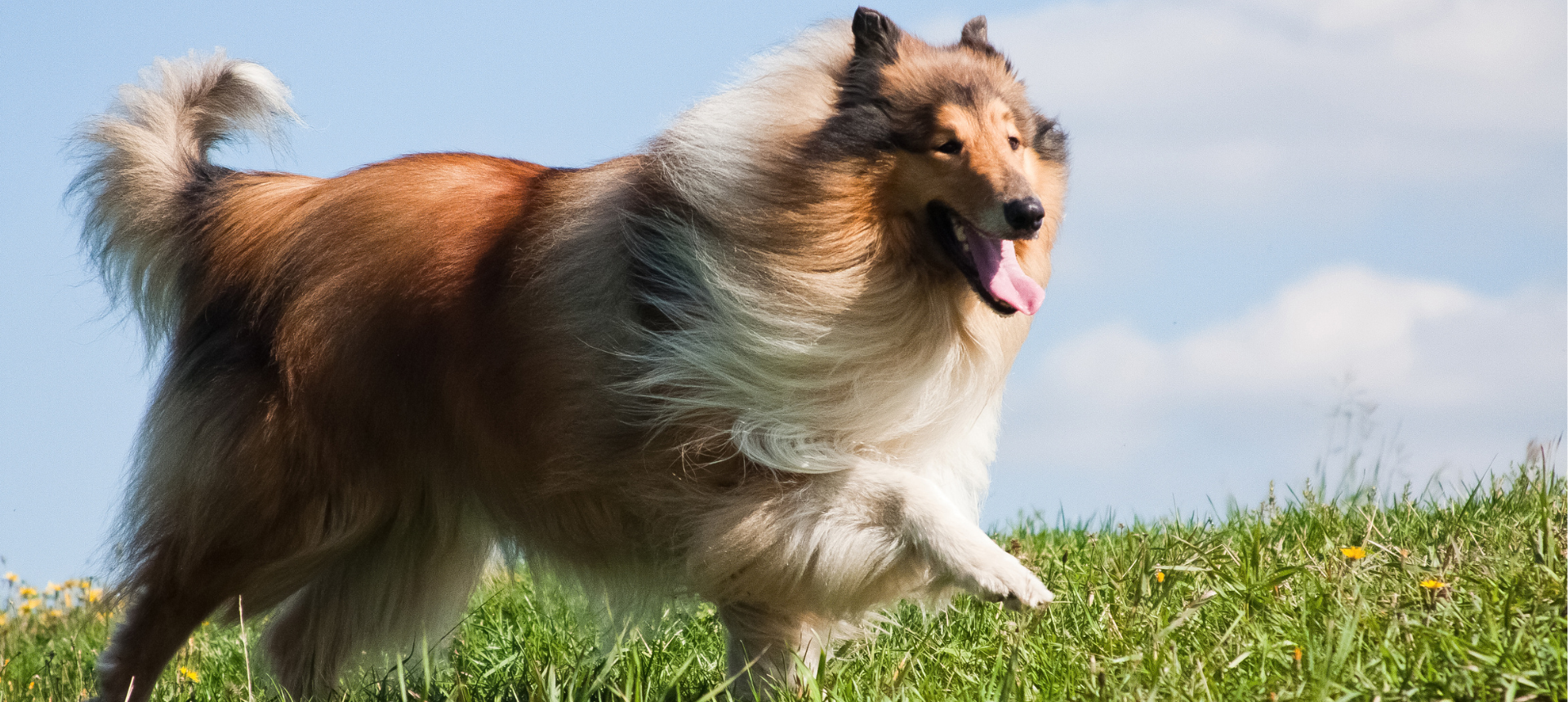 Suplementos naturales para perros y gatos – Piel sana y pelaje brillante