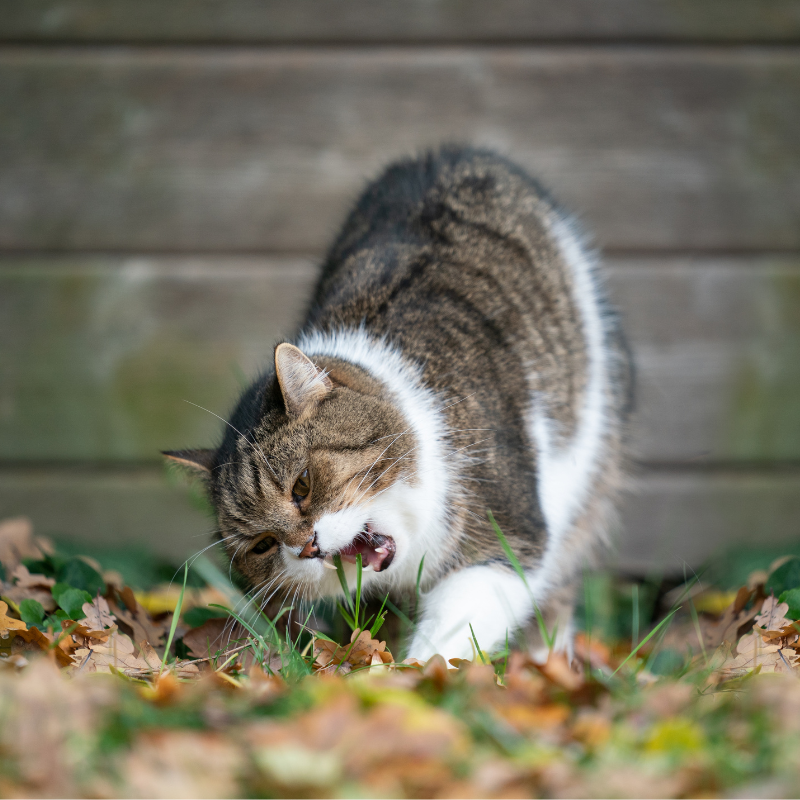 Suplementos digestivos naturales para perros y gatos – Flora intestinal