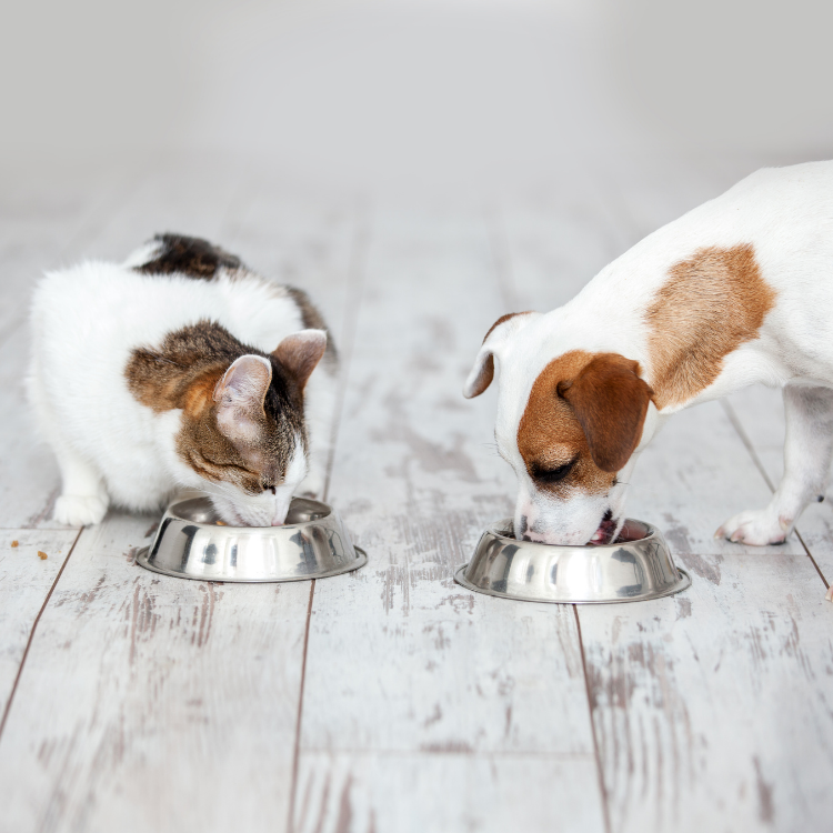 suplementos naturales para perros y gatos