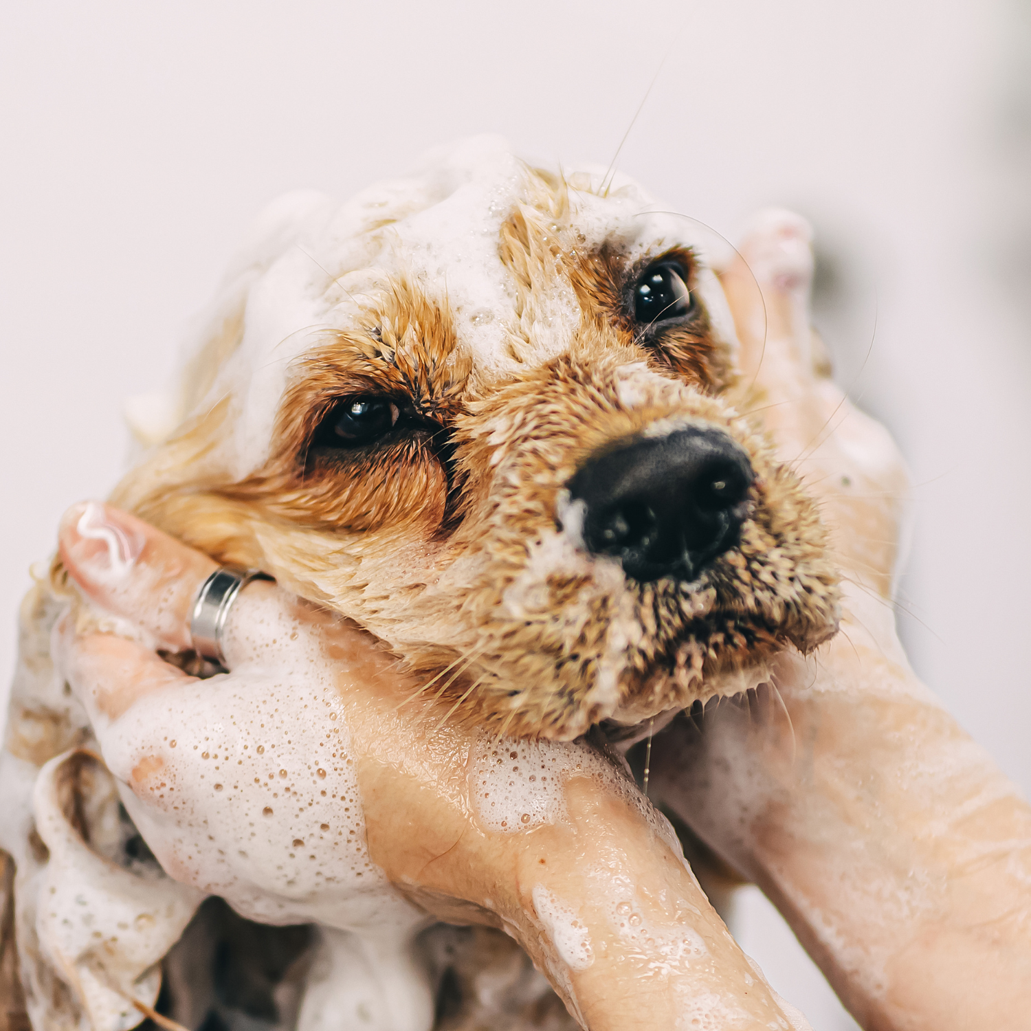 higiene natural para perros y gatos