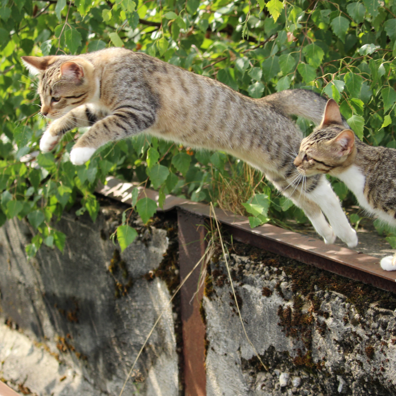 Suplementos naturales para perros – Movilidad y confort articular