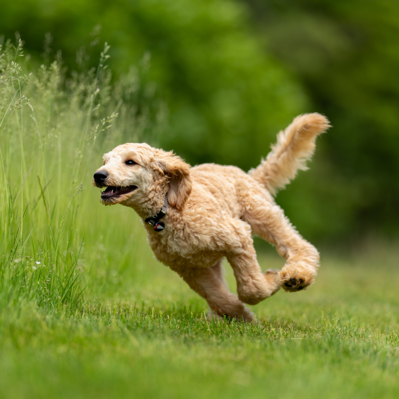 Suplementos naturales para perros y gatos – Vitalidad y energía diaria