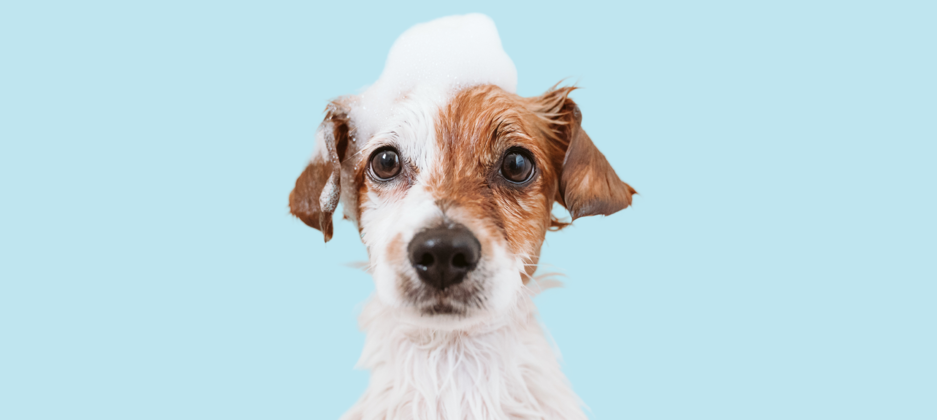 cuidado del pelaje para perros y gatos