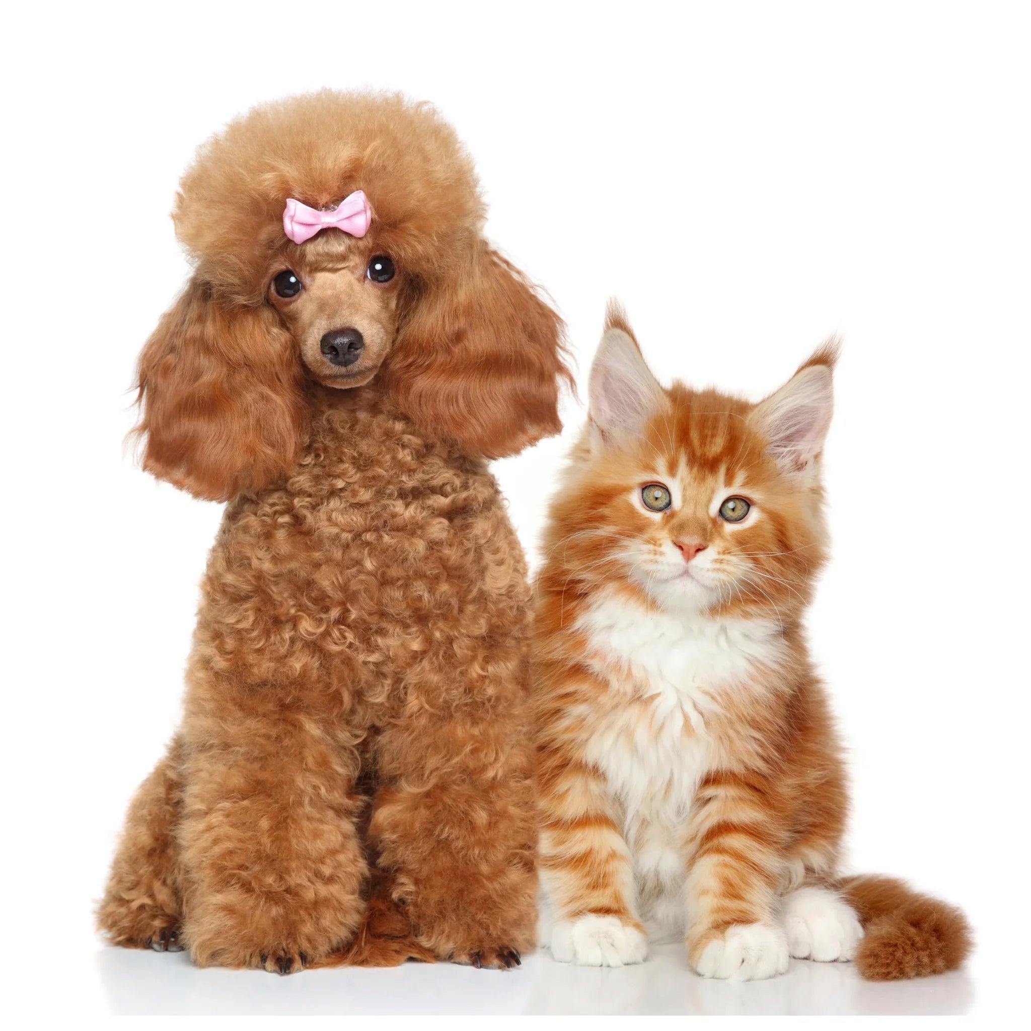 Acondicionadores naturales para perros y gatos – suavizan, hidratan y facilitan el cepillado