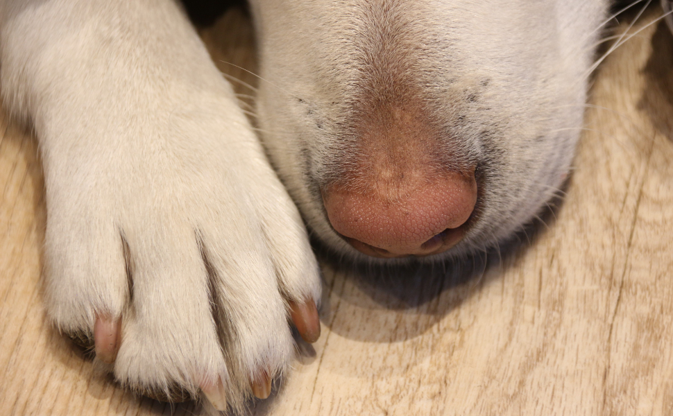 cuidado natural de almohadillas, trufa y zonas sensibles
