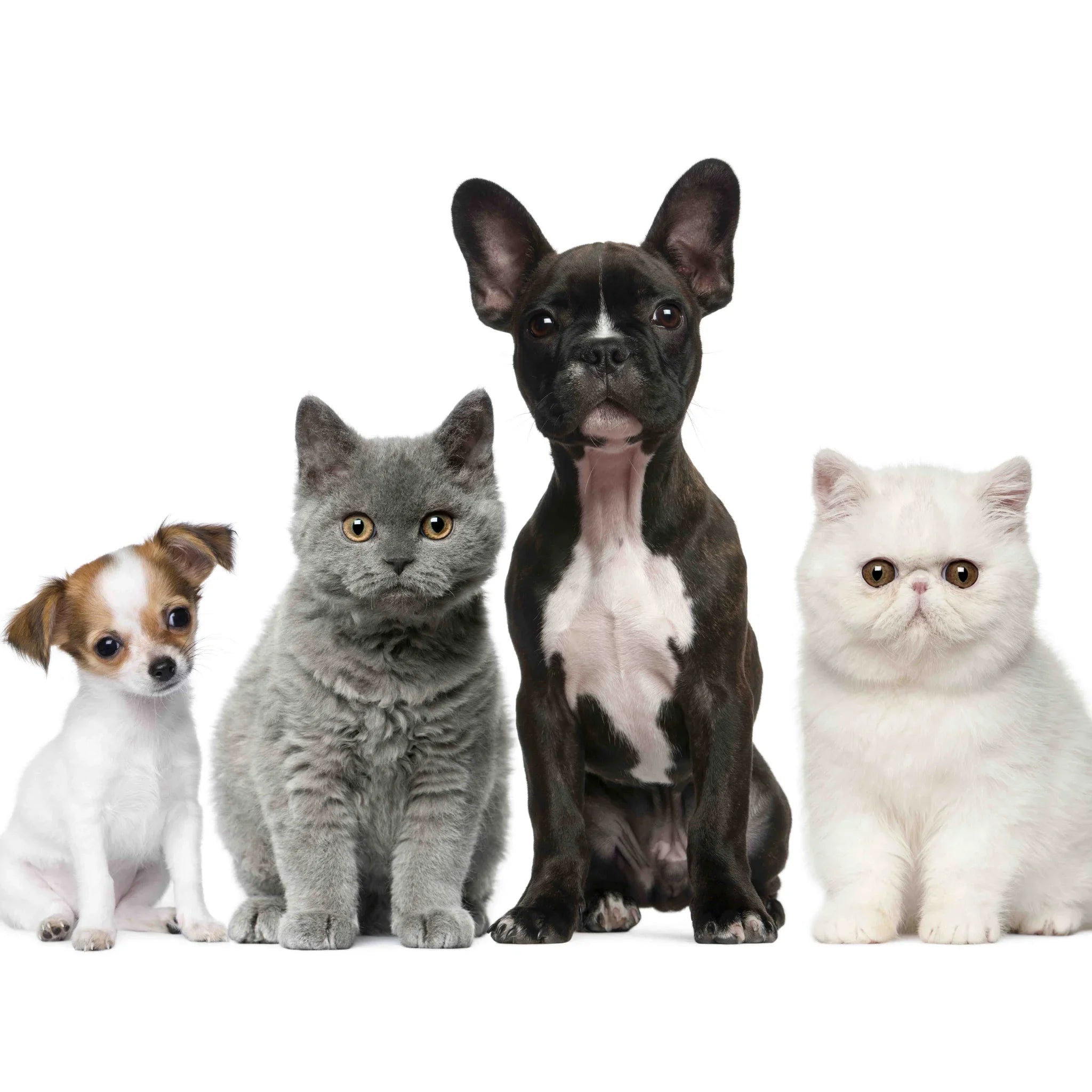 Neutralizador de olores y vinagre repelente natural para perros y gatos