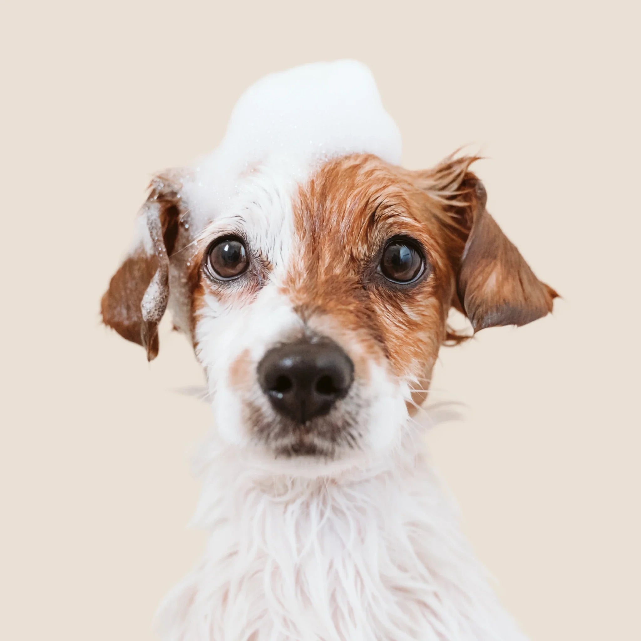 Perro con espuma de champú sobre fondo neutro representando higiene natural, hidratación y cuidado del pelaje en perros