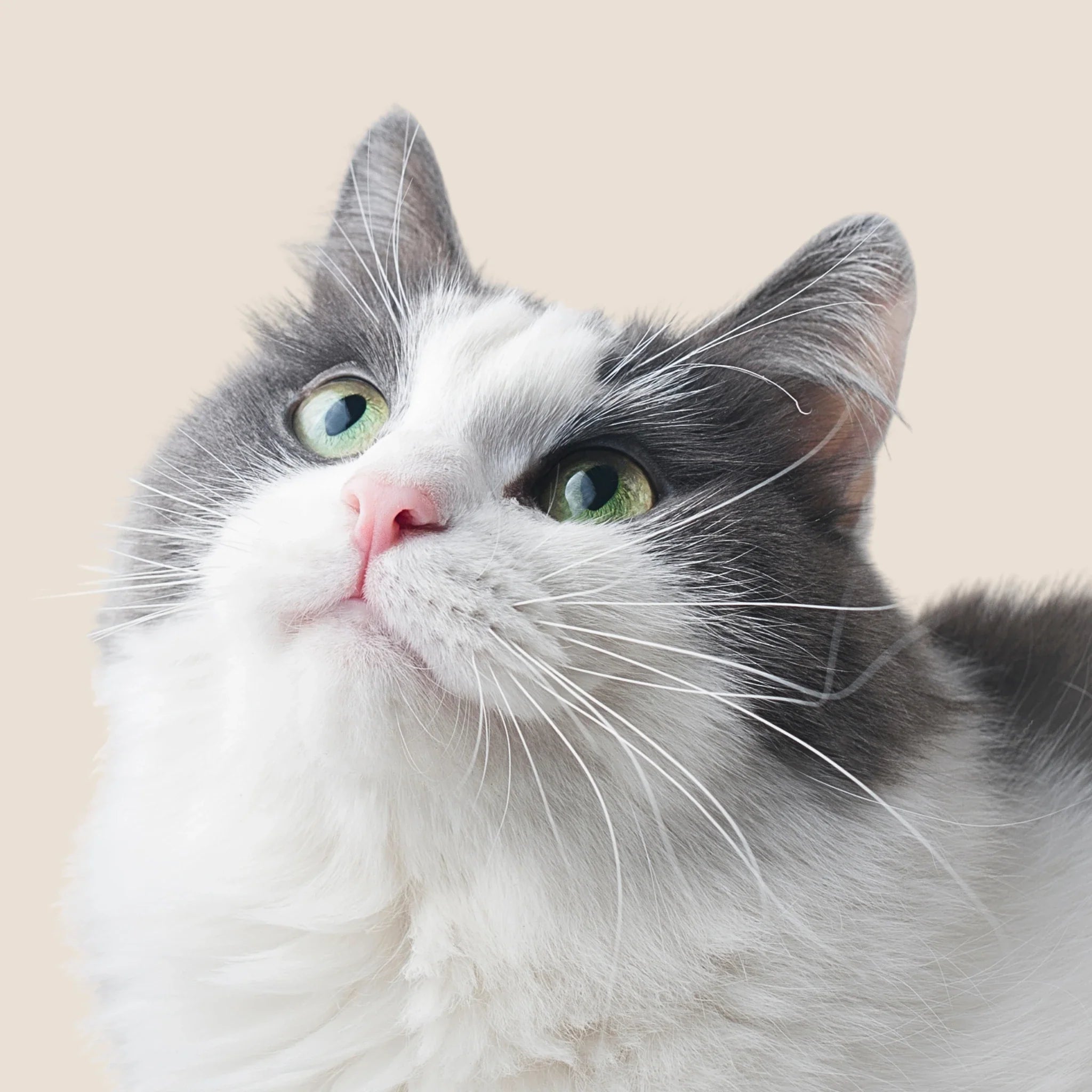 Gato con ojos limpios representando cuidado natural de ojos y orejas en perros y gatos