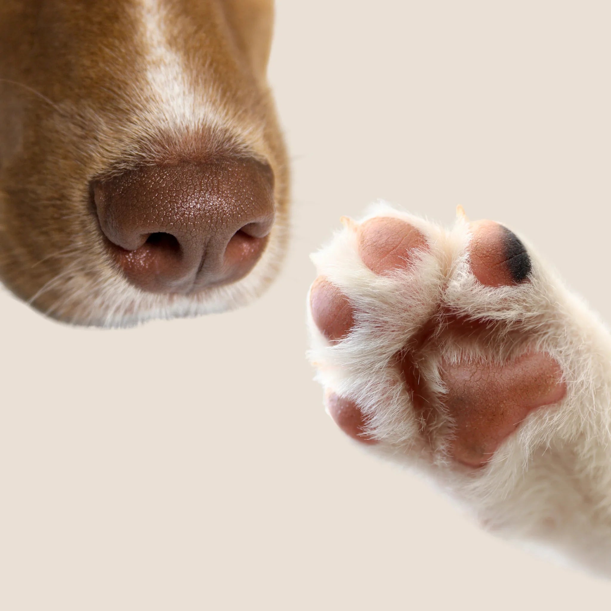 Primer plano de nariz y almohadilla de perro sobre fondo neutro representando cuidado natural de patas, trufa y zonas sensibles
