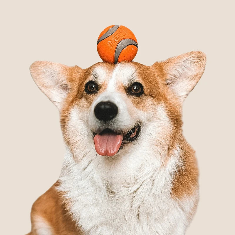 Perro activo con pelota sobre la cabeza representando vitalidad, energía y bienestar diario en perros y gatos