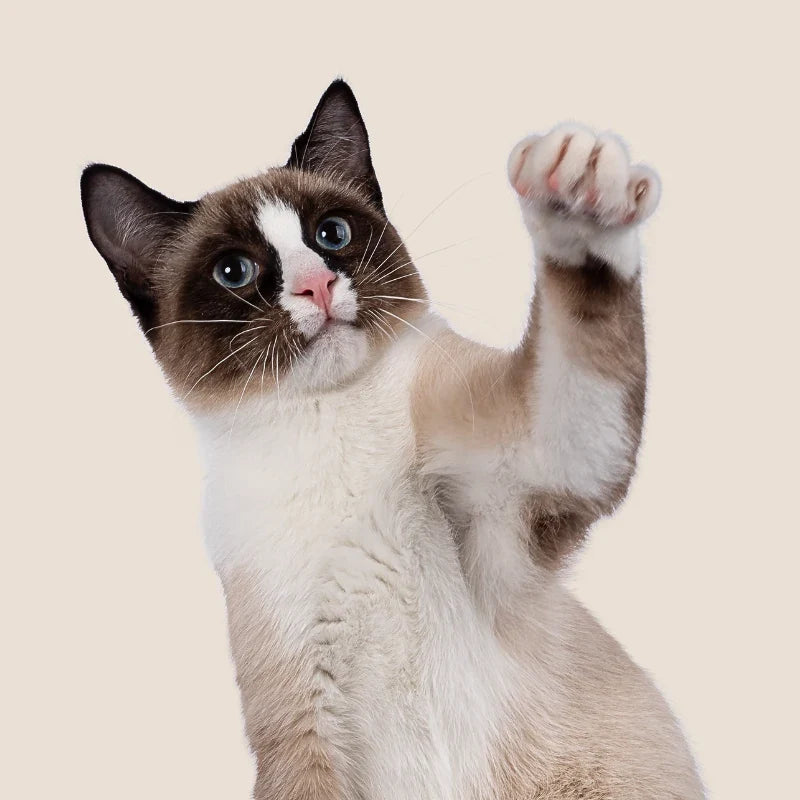 Gato levantando la pata sobre fondo neutro representando movilidad, flexibilidad y confort articular en perros y gatos